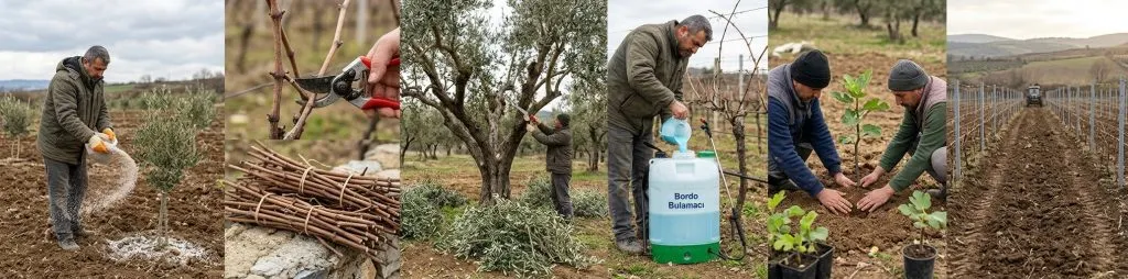 Şubat ayında zeytin bakımı