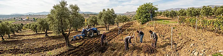 Ocak ayında zeytin bakımı