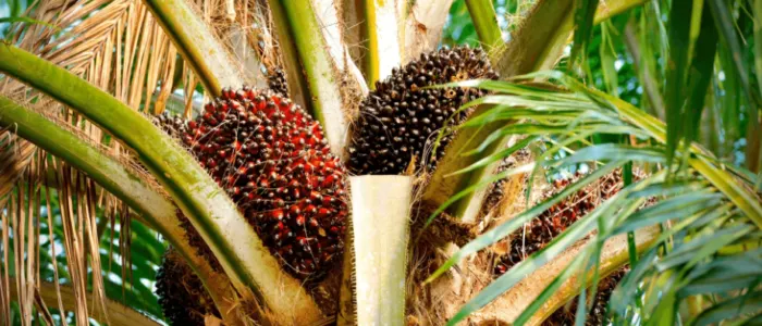 palmoil_1 Dünyanın Yemeklik Yağları