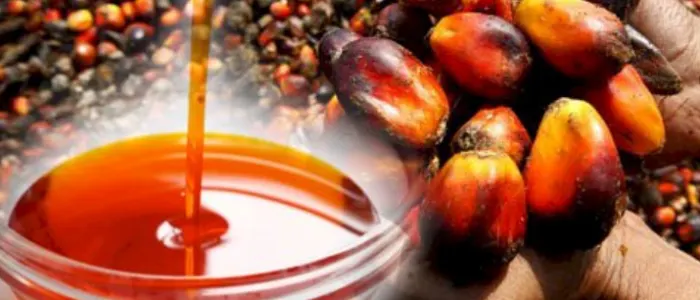 palmoil_2 Dünyanın Yemeklik Yağları