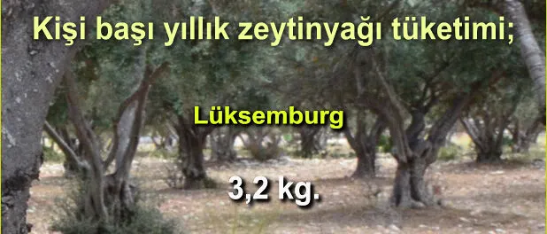 slider_kg_zeytinyag_dunya_001 Zeytinyağı Tüketim Oranları