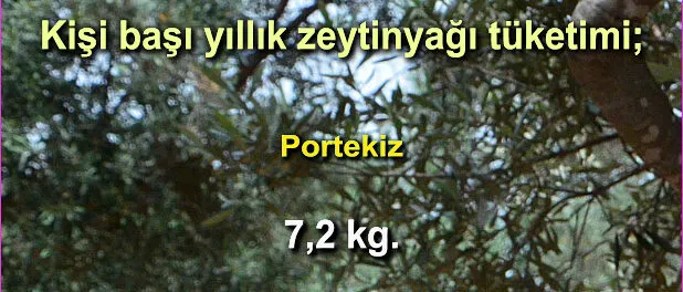 slider_kg_zeytinyag_dunya_003 Zeytinyağı Tüketim Oranları