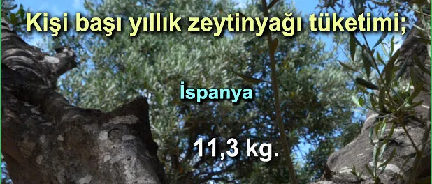 slider_kg_zeytinyag_dunya_004 Zeytinyağı Tüketim Oranları