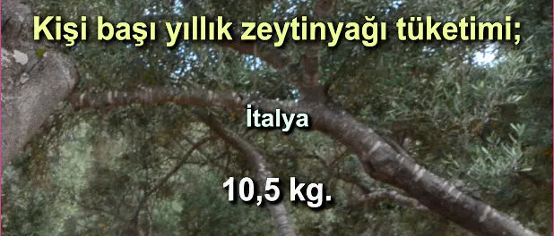 slider_kg_zeytinyag_dunya_006 Zeytinyağı Tüketim Oranları