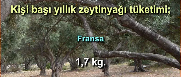 slider_kg_zeytinyag_dunya_007 Zeytinyağı Tüketim Oranları