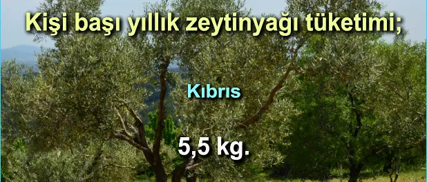 slider_kg_zeytinyag_dunya_008 Zeytinyağı Tüketim Oranları
