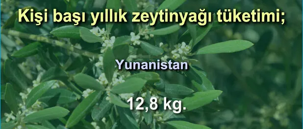 slider_kg_zeytinyag_dunya_009 Zeytinyağı Tüketim Oranları