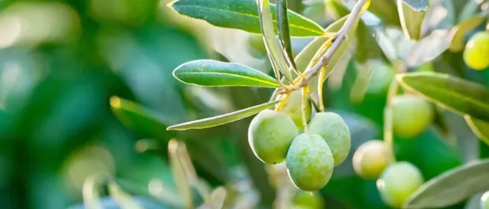 tr_zeytin_3 Türkiye’de Zeytin Yetiştiriciliği