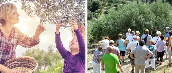 5 Zeytin Turizmi