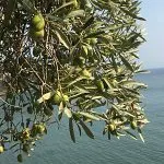 Zeytin Yaprağının Faydaları