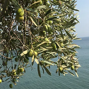 Zeytin Yaprağının Faydaları