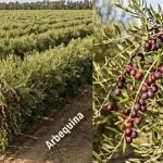 Arbequina Zeytini