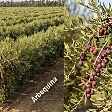 Arbequina Zeytini