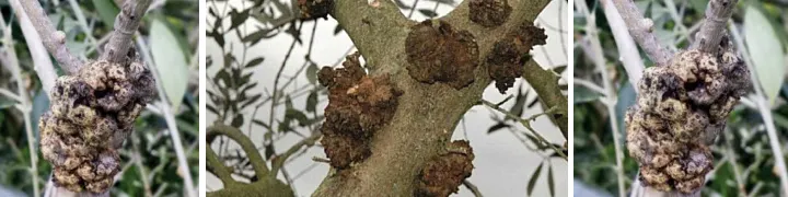 Zeytin Dal Kanseri – görsel 4