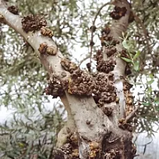 Zeytin Dal Kanseri