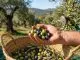 Zeytin Hasadı