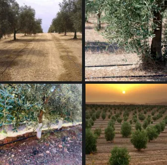 Zeytinde damla sulama