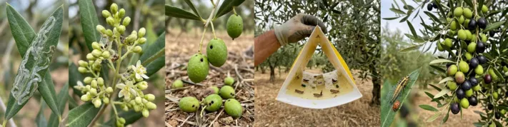 Zeytin güvesi 2