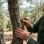 Aşı Bıçağının İncelttiği Miras