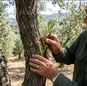 Aşı Bıçağının İncelttiği Miras