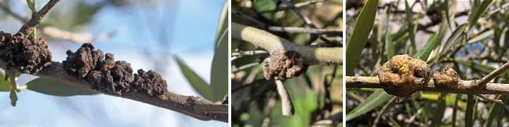 zeytin dal kanseri hastalığı