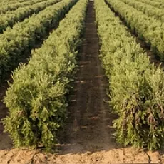 Zeytin Ağacının Efsanevi Tarihi