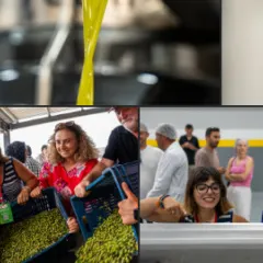 Bozcaada’da Bir İlk: Zeytin 360 Festivali’nde Adanın Zeytini Adada Yağa Dönüştü