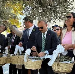 Eceabat Zeytinyağı Festivali: Yarımadada Hasat Şenliği