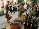 Zeytin Festivalleri 2026: Eylül–Kasım Takvimi